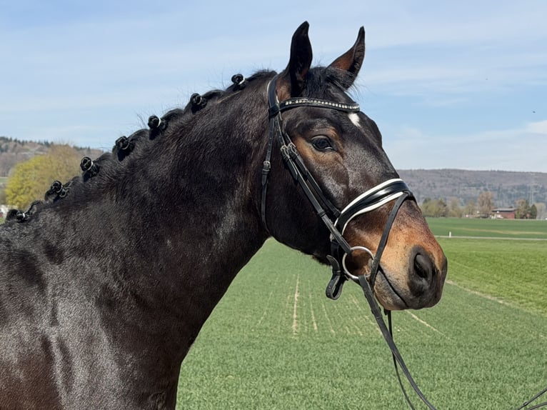 Zwaar warmbloed Ruin 3 Jaar 160 cm Donkerbruin in Riedlingen