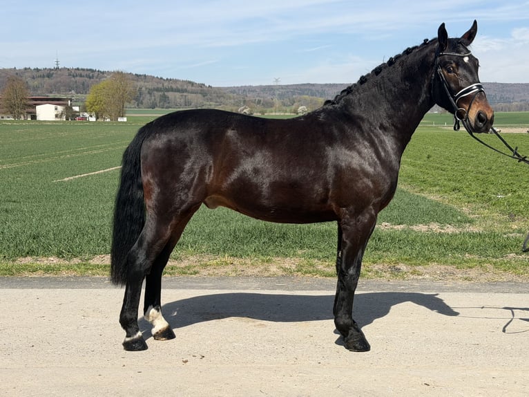 Zwaar warmbloed Ruin 3 Jaar 160 cm Donkerbruin in Riedlingen