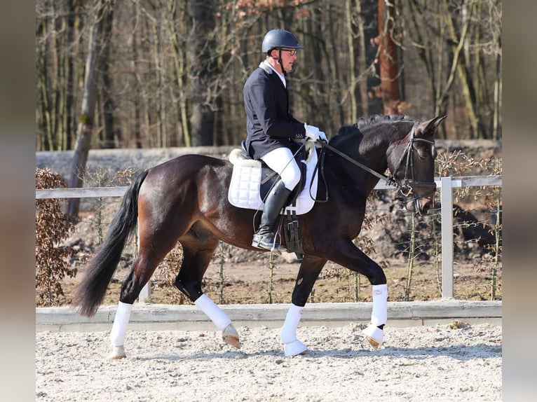 Zwaar warmbloed Ruin 3 Jaar 160 cm Donkerbruin in Moritzburg