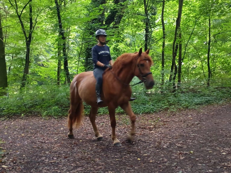 Zwaar warmbloed Ruin 3 Jaar 162 cm Vos in Leszno Dolne