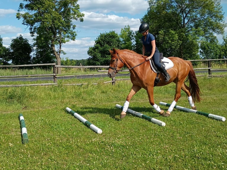 Zwaar warmbloed Ruin 3 Jaar 162 cm Vos in Leszno Dolne