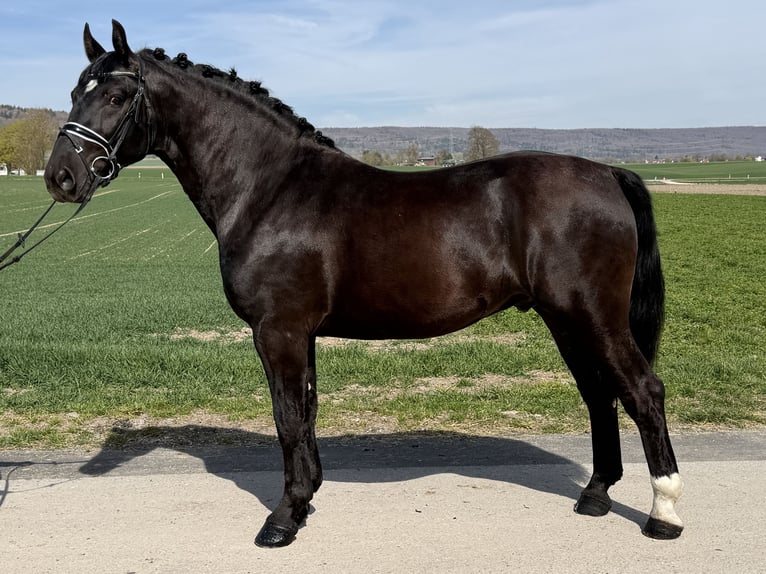 Zwaar warmbloed Ruin 3 Jaar 162 cm Zwart in Riedlingen