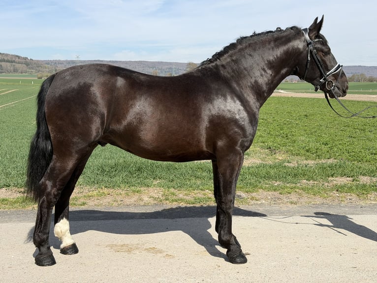 Zwaar warmbloed Ruin 3 Jaar 162 cm Zwart in Riedlingen