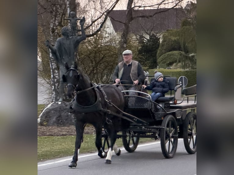 Zwaar warmbloed Ruin 3 Jaar 162 cm Zwart in Riedlingen