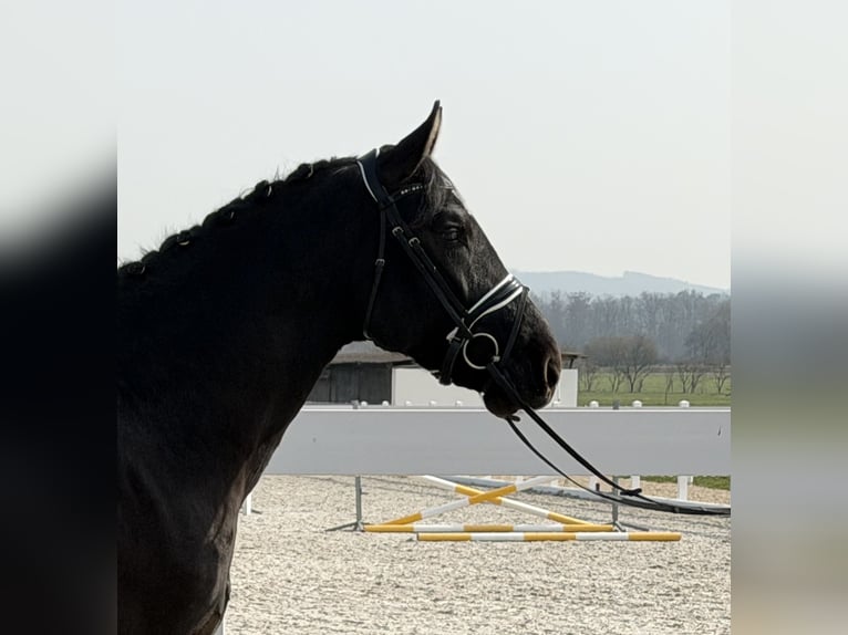 Zwaar warmbloed Ruin 3 Jaar 162 cm Zwart in Riedlingen