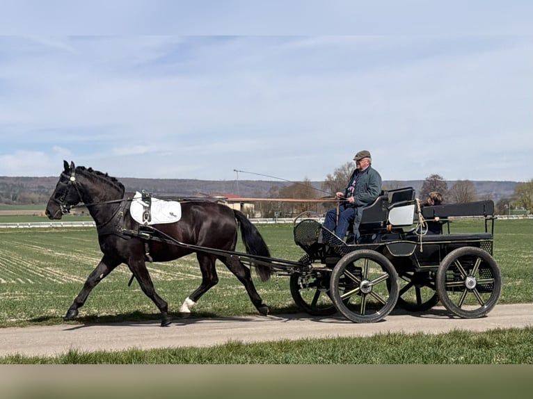 Zwaar warmbloed Ruin 3 Jaar 162 cm Zwart in Riedlingen