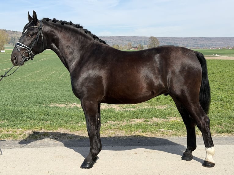 Zwaar warmbloed Ruin 3 Jaar 162 cm Zwart in Riedlingen