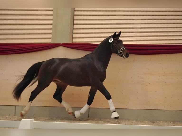 Zwaar warmbloed Ruin 3 Jaar 163 cm Donkerbruin in Korbußen