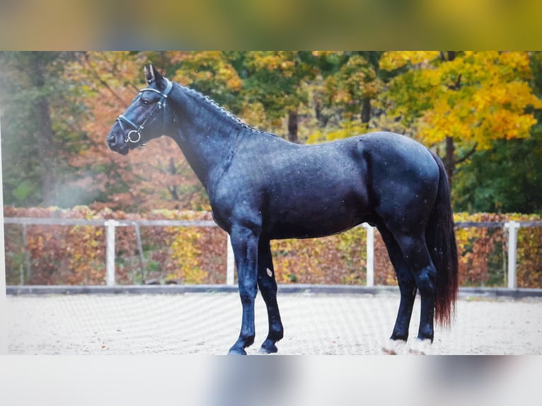 Zwaar warmbloed Ruin 3 Jaar 163 cm Zwart in Panschwitz-Kuckau