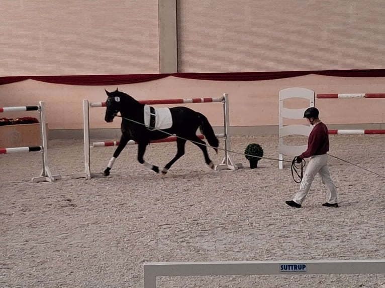 Zwaar warmbloed Ruin 3 Jaar 163 cm Zwart in Panschwitz-Kuckau