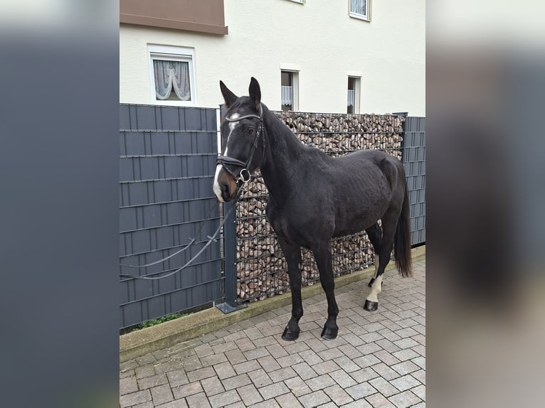 Zwaar warmbloed Ruin 3 Jaar 163 cm Zwart in Kleinwallstadt