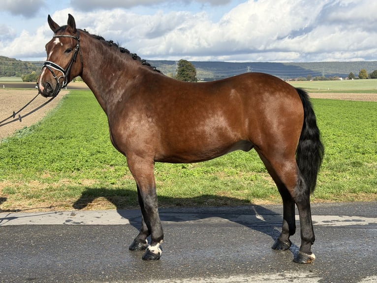 Zwaar warmbloed Ruin 3 Jaar 164 cm Bruin in Riedlingen