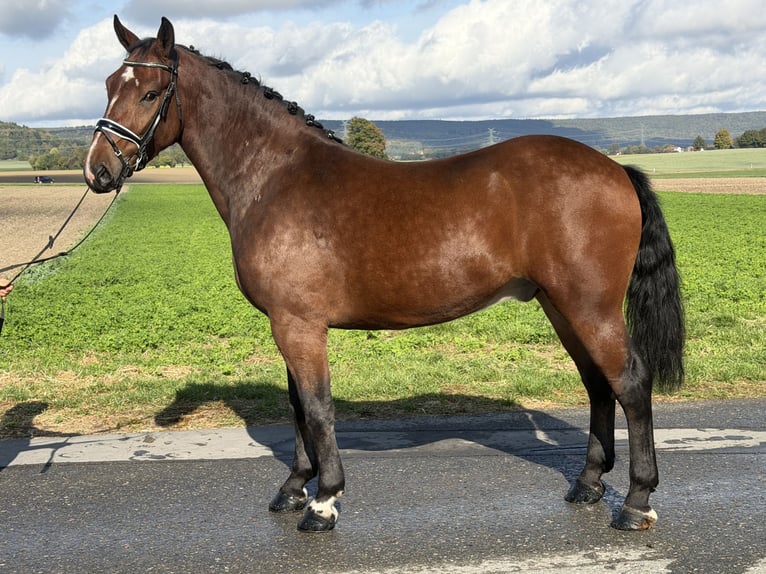 Zwaar warmbloed Ruin 3 Jaar 164 cm Bruin in Riedlingen