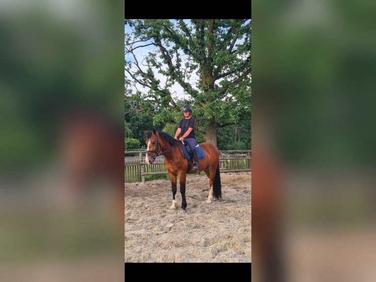 Zwaar warmbloed Ruin 3 Jaar 164 cm Bruin in Hermsdorf