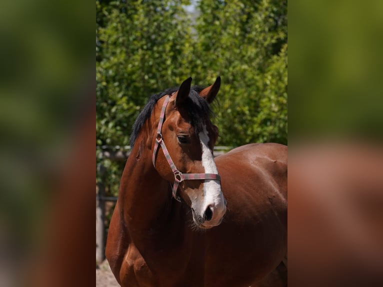 Zwaar warmbloed Ruin 3 Jaar 164 cm Bruin in Hermsdorf
