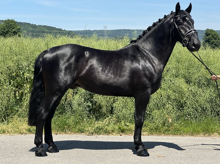 Zwaar warmbloed Ruin 3 Jaar 164 cm Zwart in Riedlingen