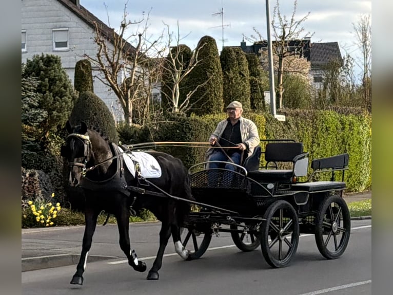 Zwaar warmbloed Ruin 3 Jaar 164 cm Zwart in Riedlingen