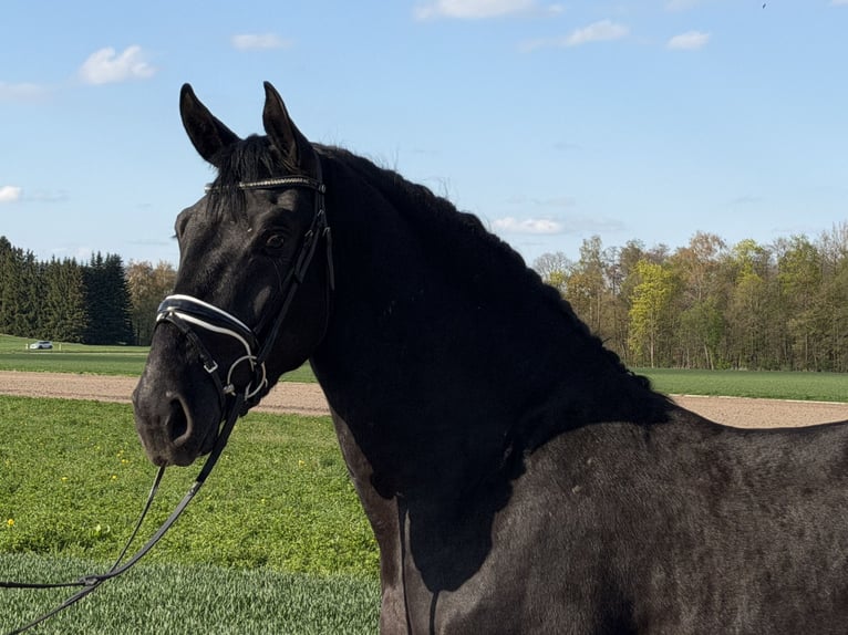 Zwaar warmbloed Ruin 3 Jaar 164 cm Zwart in Riedlingen