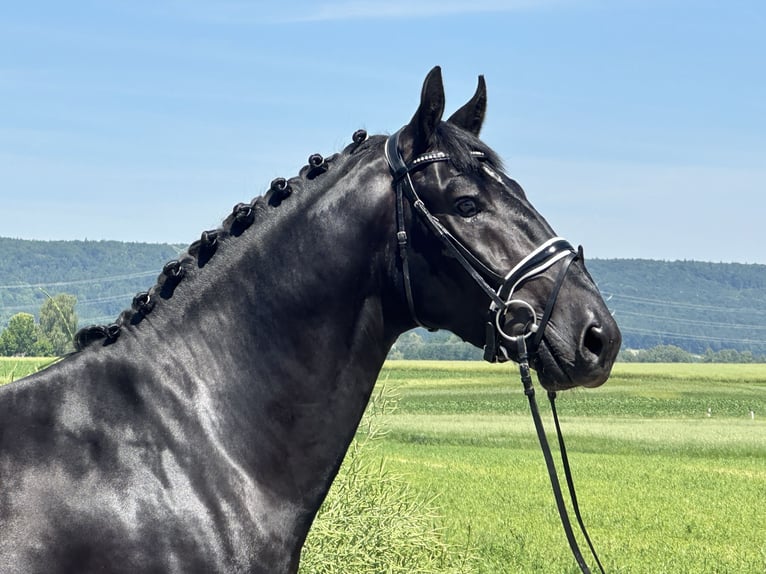 Zwaar warmbloed Ruin 3 Jaar 164 cm Zwart in Riedlingen