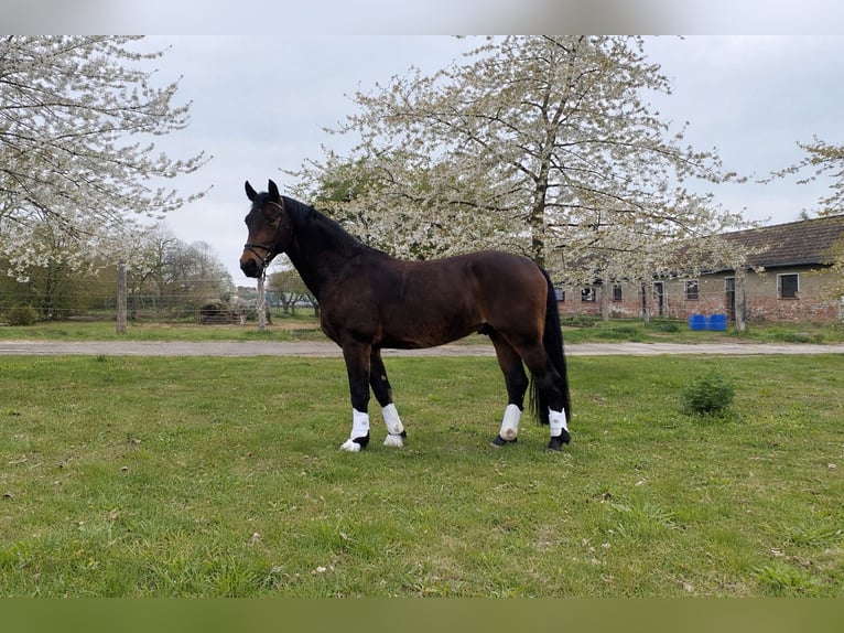 Zwaar warmbloed Ruin 3 Jaar 165 cm Bruin in Doberlug-Kirchhain