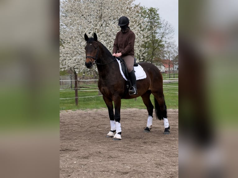 Zwaar warmbloed Ruin 3 Jaar 165 cm Bruin in Doberlug-Kirchhain