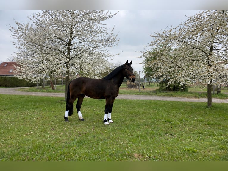 Zwaar warmbloed Ruin 3 Jaar 165 cm Bruin in Doberlug-Kirchhain