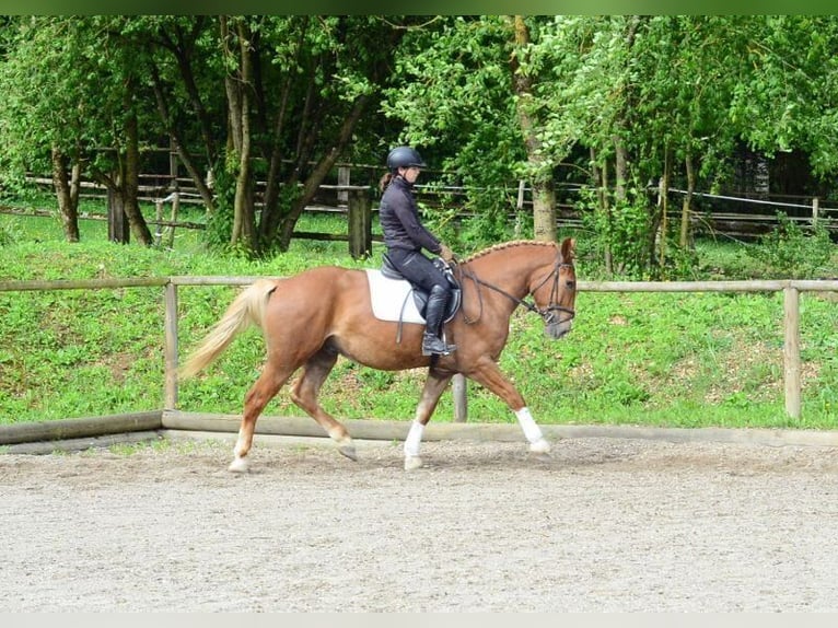 Zwaar warmbloed Ruin 3 Jaar 165 cm Vos in Wellheim