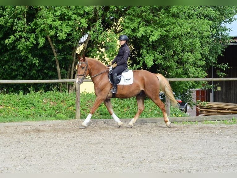 Zwaar warmbloed Ruin 3 Jaar 165 cm Vos in Wellheim