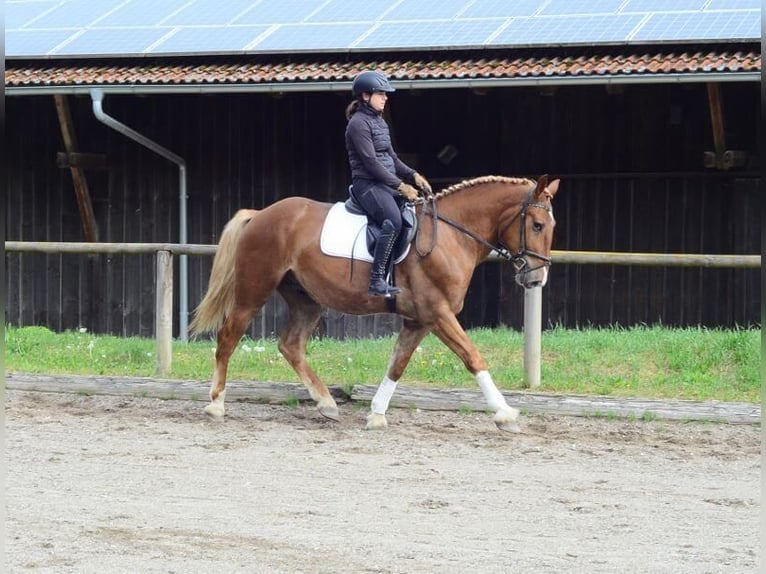 Zwaar warmbloed Ruin 3 Jaar 165 cm Vos in Wellheim