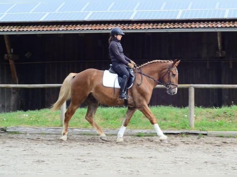 Zwaar warmbloed Ruin 3 Jaar 165 cm Vos in Wellheim