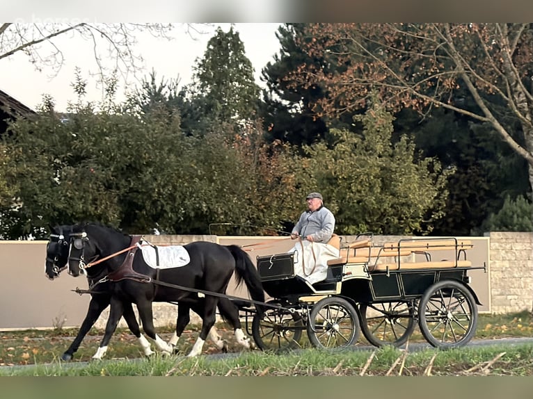 Zwaar warmbloed Ruin 3 Jaar 165 cm Zwart in Riedlingen