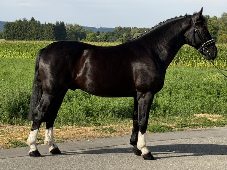 Zwaar warmbloed Ruin 3 Jaar 165 cm Zwart in Riedlingen