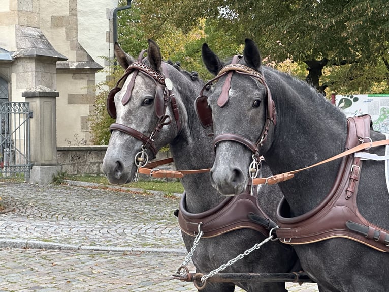 Zwaar warmbloed Mix Ruin 3 Jaar 165 cm Zwartschimmel in Riedlingen