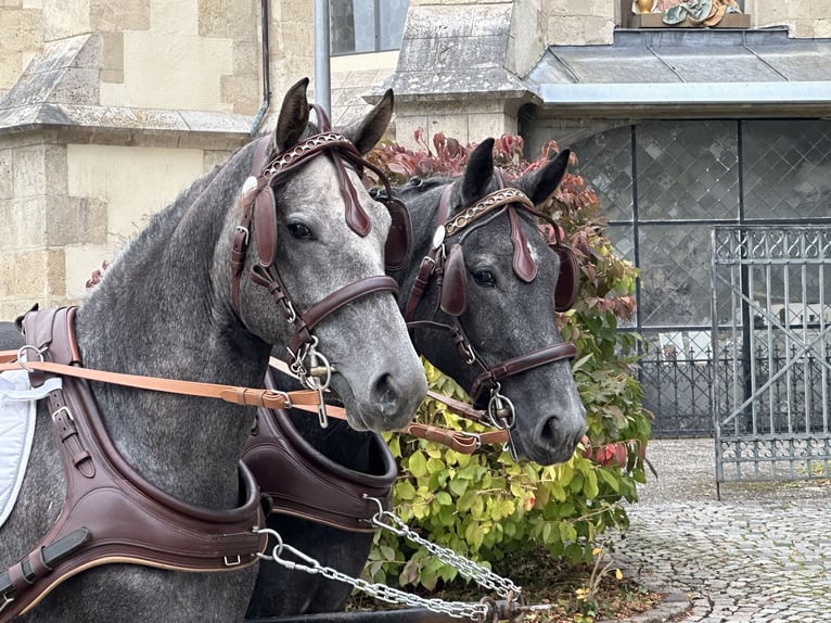 Zwaar warmbloed Mix Ruin 3 Jaar 165 cm Zwartschimmel in Riedlingen