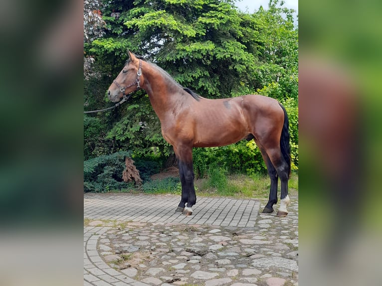 Zwaar warmbloed Ruin 3 Jaar 166 cm Bruin in Szczytno