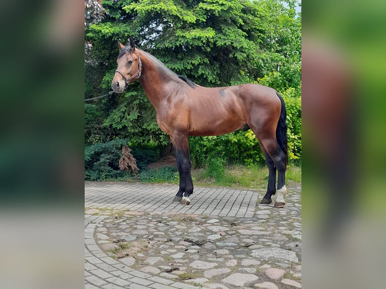 Zwaar warmbloed Ruin 3 Jaar 166 cm Bruin in Szczytno
