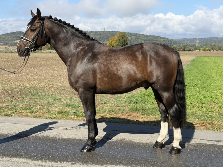 Zwaar warmbloed Ruin 3 Jaar 166 cm Donkerbruin in Riedlingen