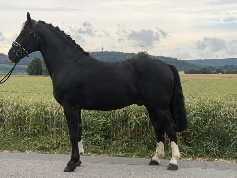 Zwaar warmbloed Ruin 3 Jaar 166 cm Zwart in Riedlingen