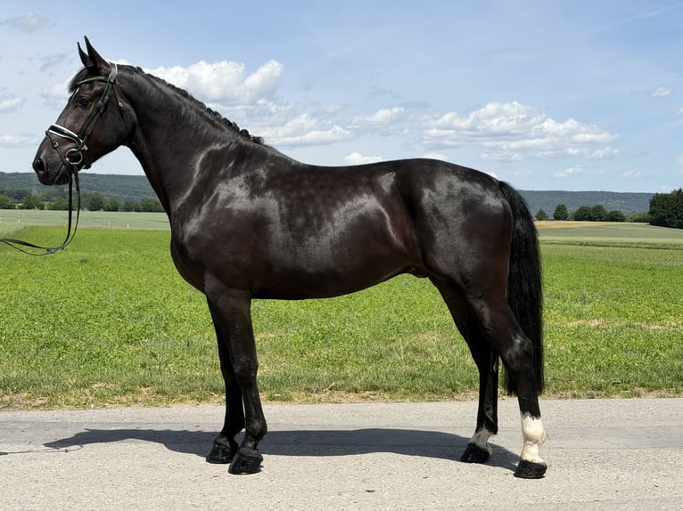 Zwaar warmbloed Ruin 3 Jaar 166 cm Zwart in Riedlingen