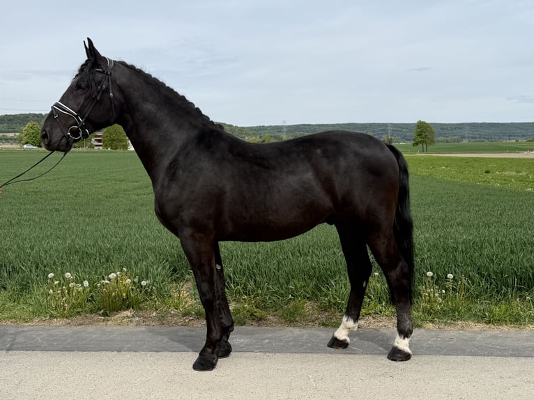 Zwaar warmbloed Ruin 3 Jaar 166 cm Zwart in Riedlingen
