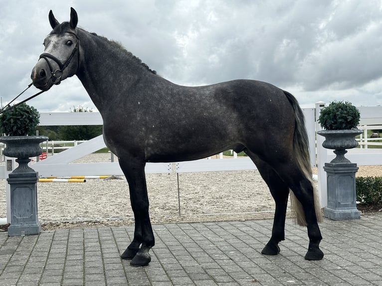 Zwaar warmbloed Ruin 3 Jaar 167 cm Appelschimmel in Riedlingen