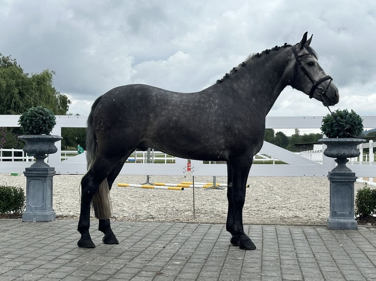 Zwaar warmbloed Ruin 3 Jaar 167 cm Appelschimmel in Riedlingen