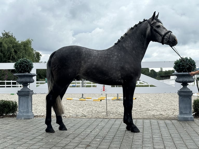 Zwaar warmbloed Ruin 3 Jaar 167 cm Appelschimmel in Riedlingen