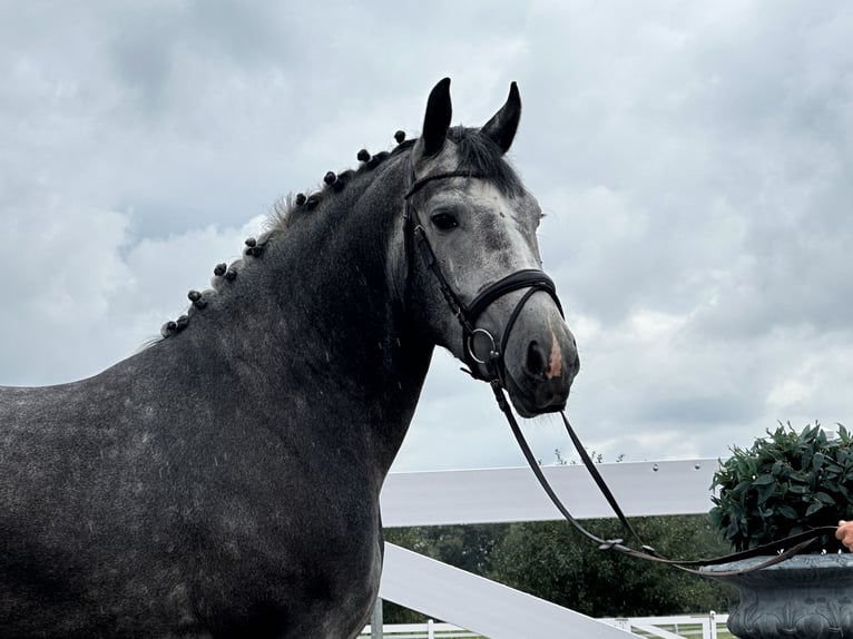 Zwaar warmbloed Ruin 3 Jaar 167 cm Appelschimmel in Riedlingen