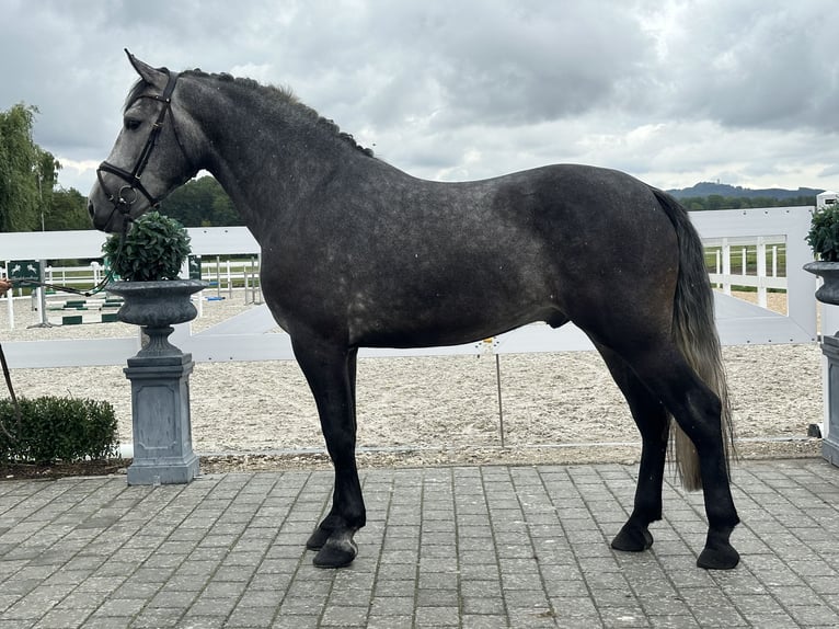 Zwaar warmbloed Ruin 3 Jaar 167 cm Appelschimmel in Riedlingen