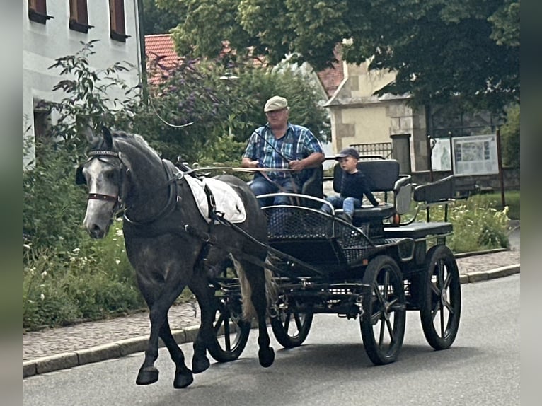 Zwaar warmbloed Ruin 3 Jaar 167 cm Appelschimmel in Riedlingen
