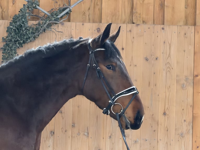 Zwaar warmbloed Ruin 3 Jaar 167 cm Bruin in Riedlingen
