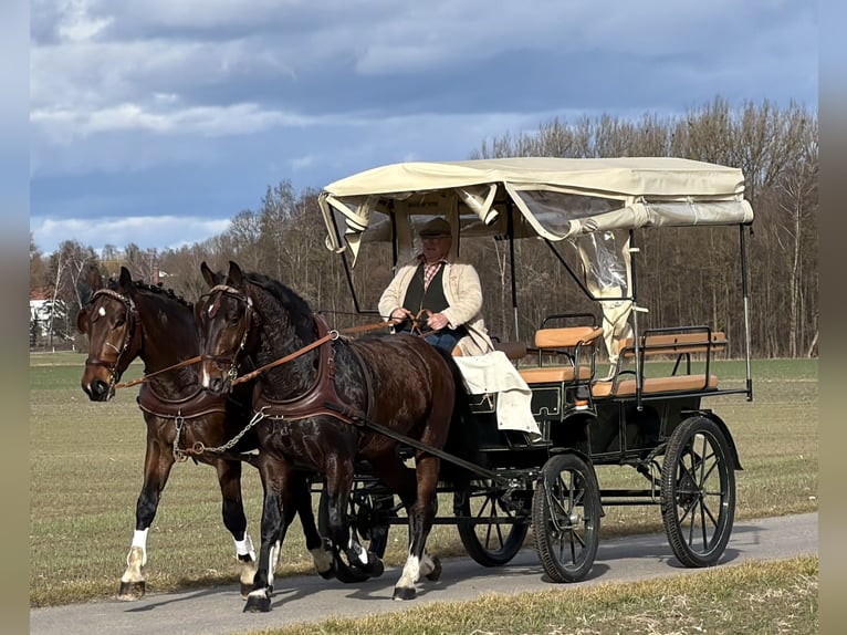 Zwaar warmbloed Ruin 3 Jaar 167 cm Bruin in Riedlingen