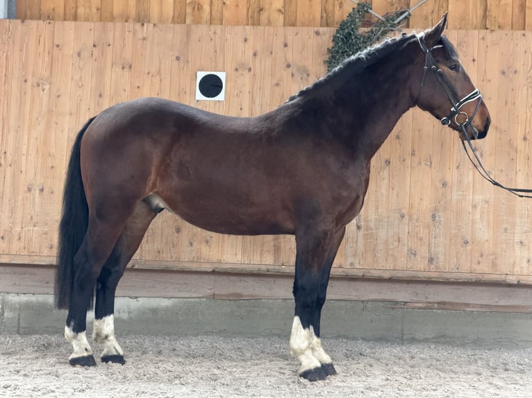 Zwaar warmbloed Ruin 3 Jaar 167 cm Bruin in Riedlingen