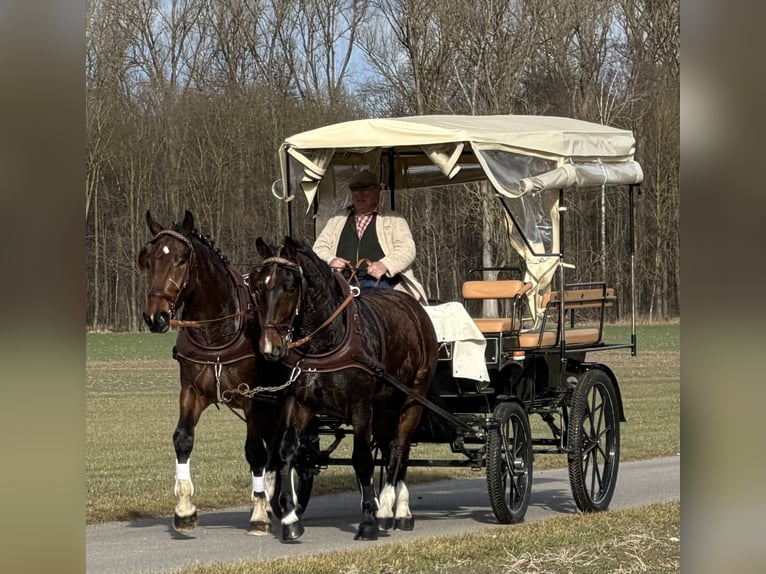 Zwaar warmbloed Ruin 3 Jaar 167 cm Bruin in Riedlingen